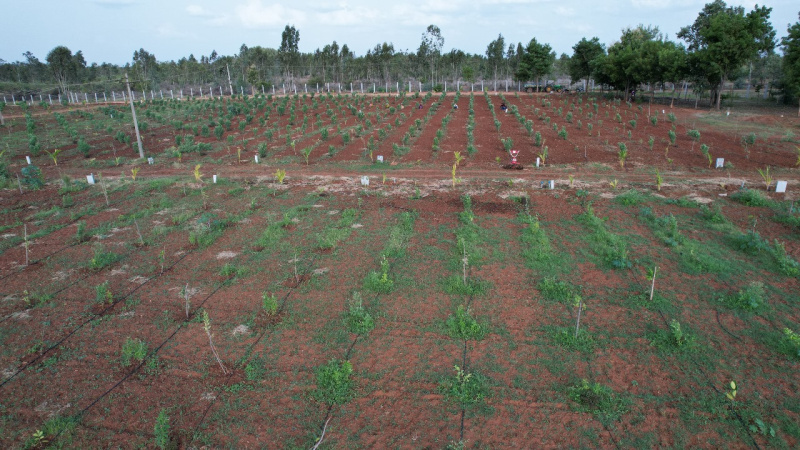  Agricultural Land 6534 Sq.ft. for Sale in Gauribidanur, Bangalore