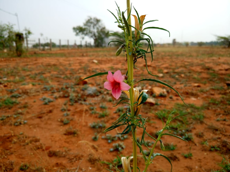  Residential Plot 61 Cent for Sale in Avinashi Road, Coimbatore