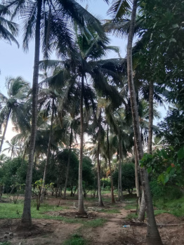  Agricultural Land for Sale in Pollachi, Coimbatore