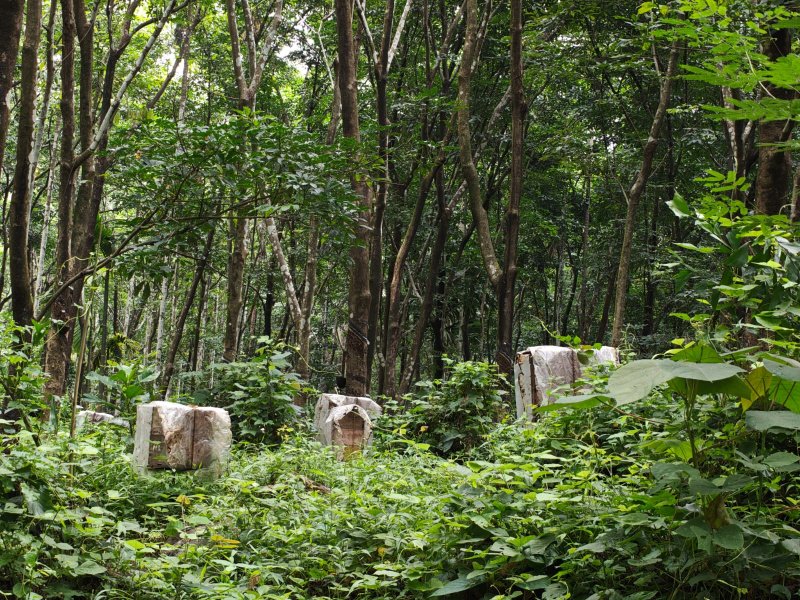 Kottathara, Palakkad photo 3