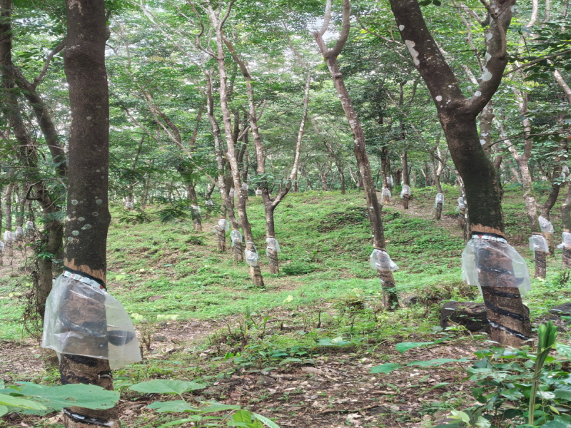 Kottathara, Palakkad photo 4