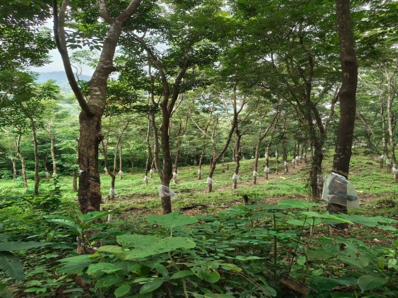Kottathara, Palakkad photo 5