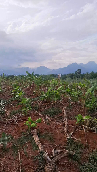  Agricultural Land 1 Acre for Sale in Kalakkad, Tirunelveli