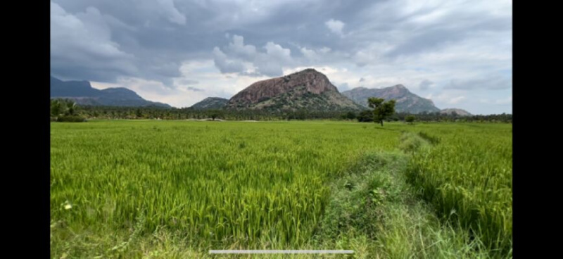  Agricultural Land 87120 Sq.ft. for Sale in Udumalaipettai, Tirupur