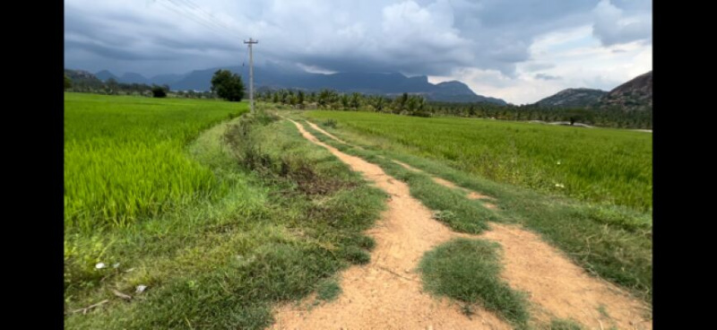  Agricultural Land 87120 Sq.ft. for Sale in Udumalaipettai, Tirupur