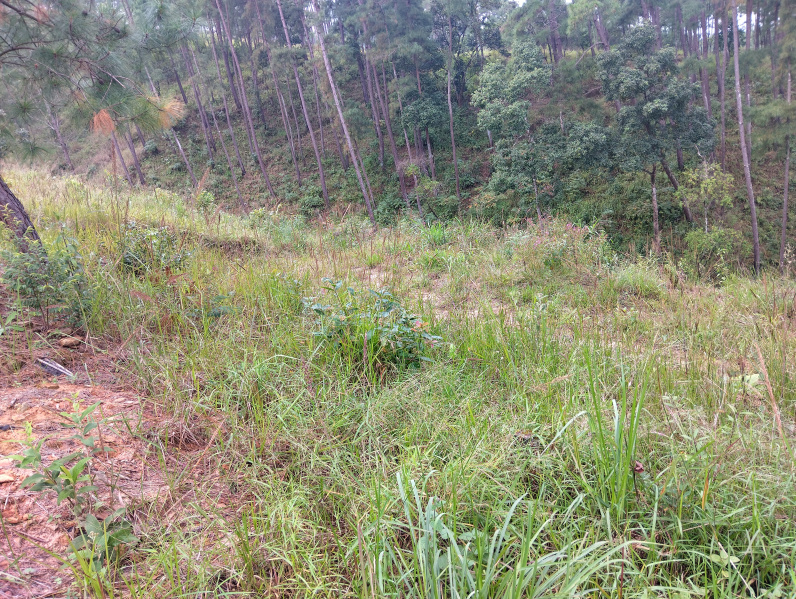  Residential Plot 3300 Sq.ft. for Sale in Mawlai, Shillong