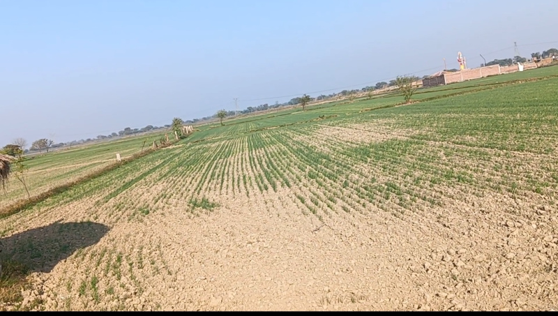  Agricultural Land 18 Bigha for Sale in Goverdhan Road, Goverdhan Road, Mathura