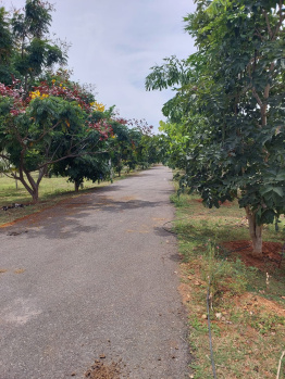  Agricultural Land for Sale in Puliampatti, Coimbatore