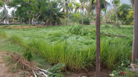  Agricultural Land for Sale in Anthiyur, Erode