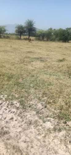  Agricultural Land 2 Acre for Sale in Polur, Tiruvannamalai