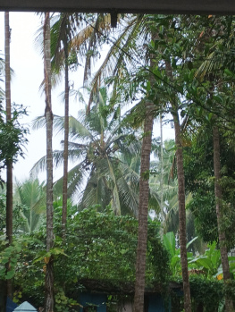  Agricultural Land for Sale in Kuruvattur, Kozhikode