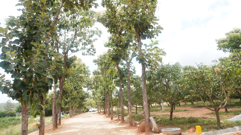  Agricultural Land 6000 Sq.ft. for Sale in Doddaballapur, Bangalore