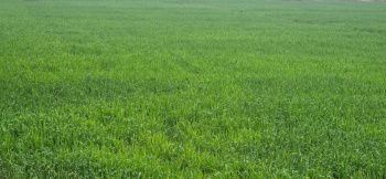  Agricultural Land for Sale in Dhatir, Palwal