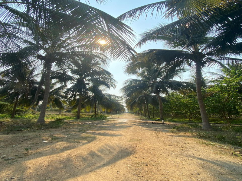  60 Cent Agricultural/Farm Land for Sale in Acharapakkam, Chengalpattu