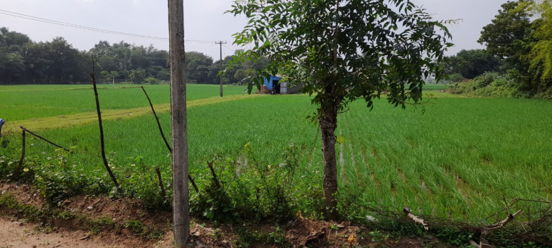  Agricultural Land 15000 Sq.ft. for Sale in Nanjikottai, Thanjavur