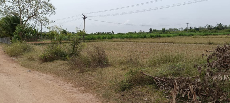  Agricultural Land 3 Acre for Sale in Kurungulam, Thanjavur