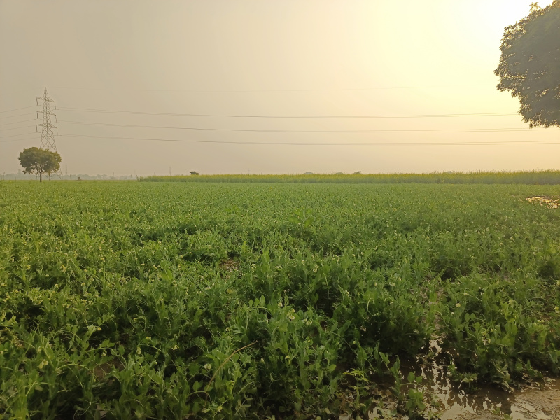  Farm House 1000 Bigha for Sale in Civil Lines, Budaun