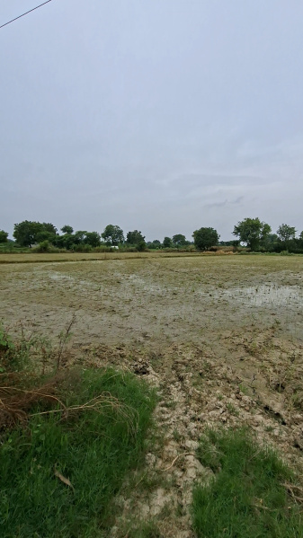  Agricultural Land 4 Bigha for Sale in Chaumuhan, Mathura