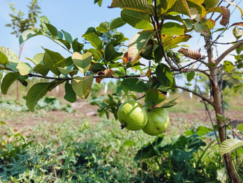  Agricultural Land for Sale in Acharapakkam, Chengalpattu