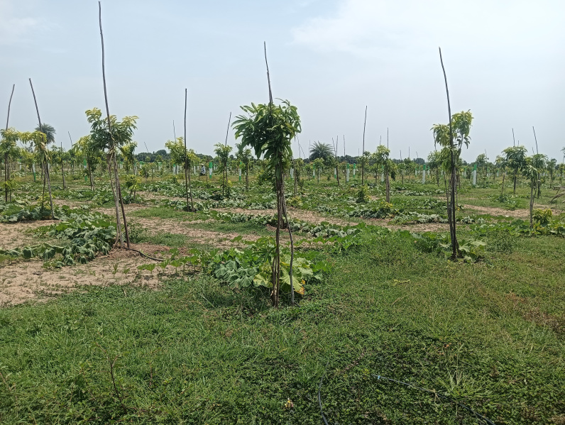 Mamandur, Chengalpattu photo 5