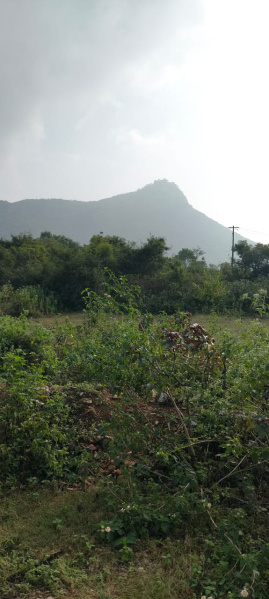  Agricultural Land 15 Acre for Sale in Ethapur, Salem