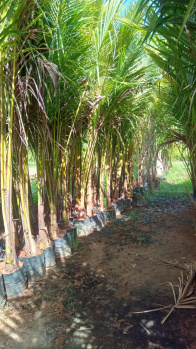  Agricultural Land for Sale in Maduranthakam, Chengalpattu