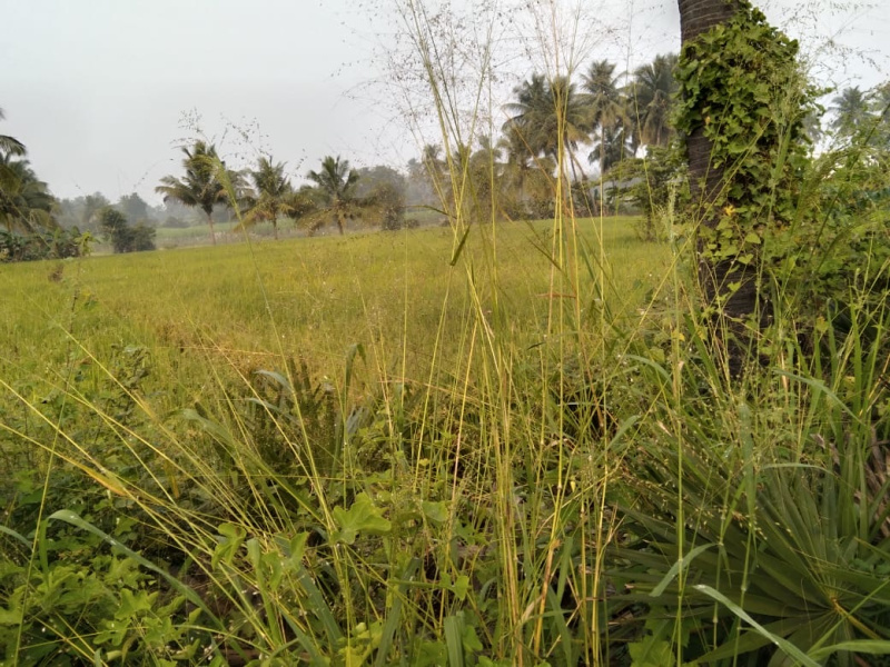  Residential Plot 150 Cent for Sale in Kanjikovil, Erode