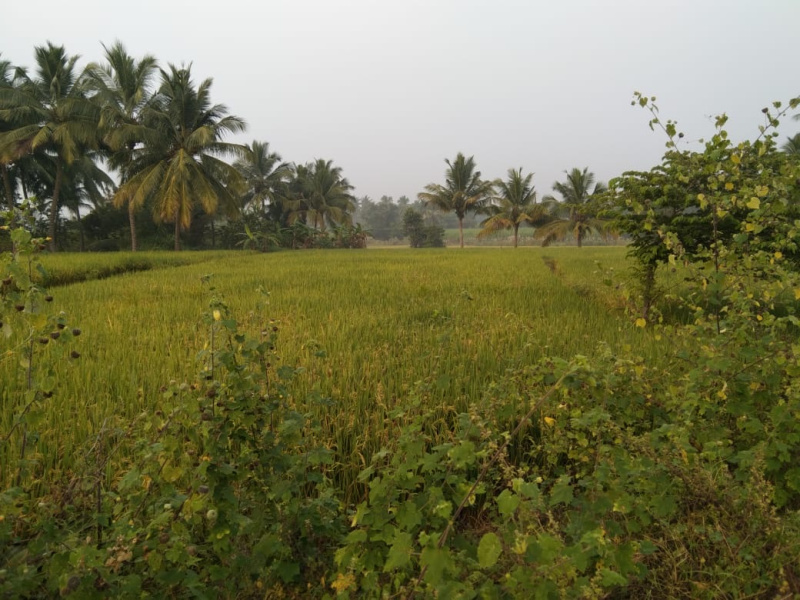  Residential Plot 150 Cent for Sale in Kanjikovil, Erode