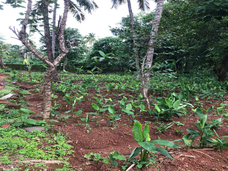  Residential Plot 17 Cent for Sale in Angadipuram, Malappuram