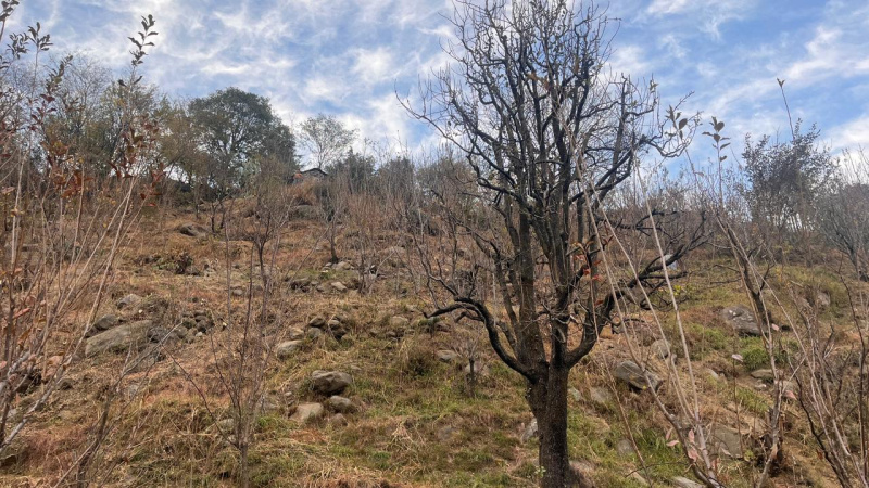  6 Bigha Agricultural/Farm Land for Sale in Raison, Kullu