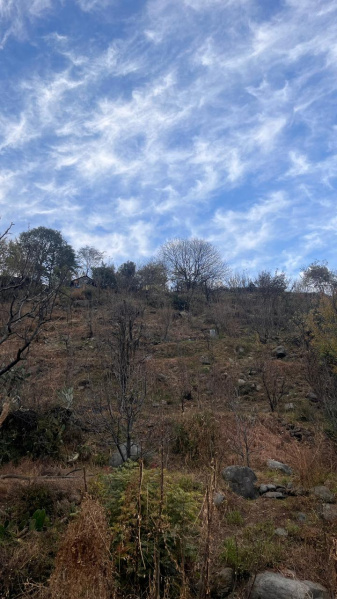  6 Bigha Agricultural/Farm Land for Sale in Raison, Kullu