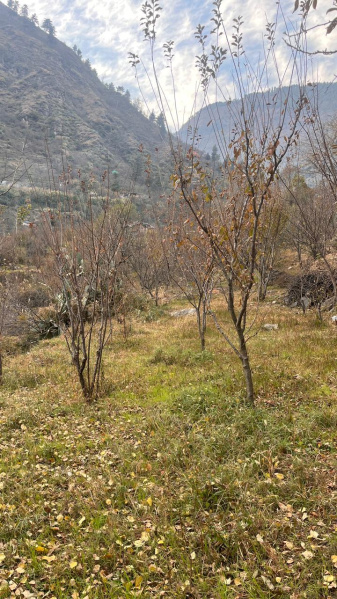  6 Bigha Agricultural/Farm Land for Sale in Raison, Kullu