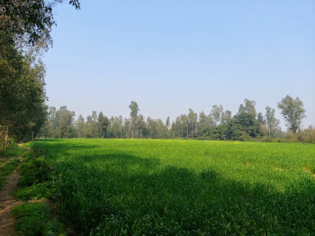  Agricultural Land for Sale in Bhojipura, Bareilly