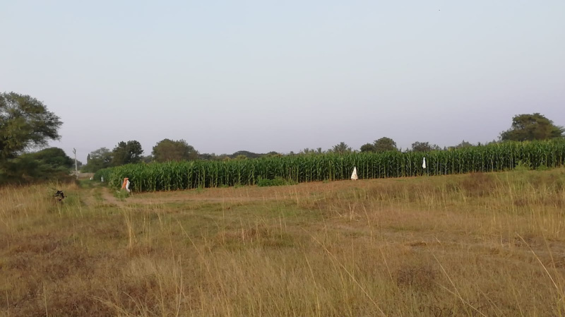  Agricultural Land 50 Acre for Rent in Gajwel, Siddipet