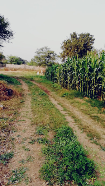  Agricultural Land 50 Acre for Rent in Gajwel, Siddipet