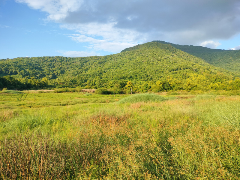  Agricultural Land 50 Ares for Sale in Dodamarg, Sindhudurg