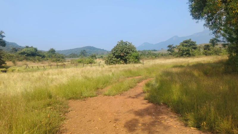  3 Acre Agricultural/Farm Land for Sale in Dodamarg, Sindhudurg