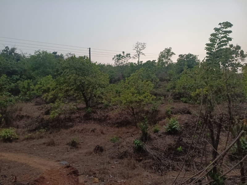  3 Acre Agricultural/Farm Land for Sale in Dodamarg, Sindhudurg