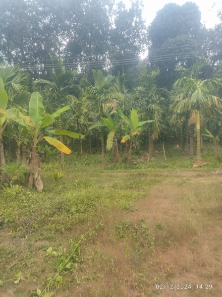  Agricultural Land 23 Sq.ft. for Sale in Sirsi, Uttara Kannada