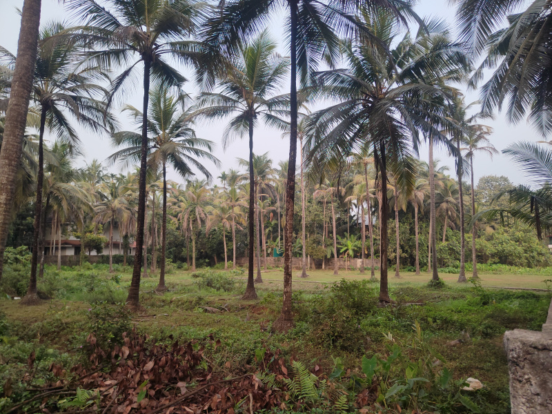  Residential Plot 55 Cent for Sale in Thondayad Bypass, Kozhikode