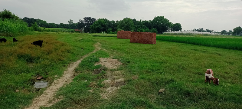  Residential Plot 1000 Sq.ft. for Sale in Darekhu, Varanasi