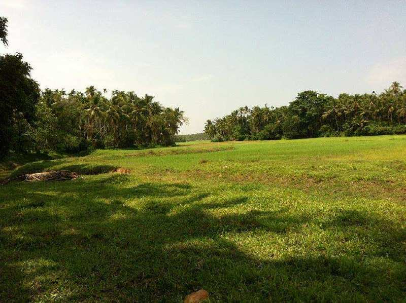  Agricultural Land 44 Cent for Sale in Kunnamkulam, Thrissur