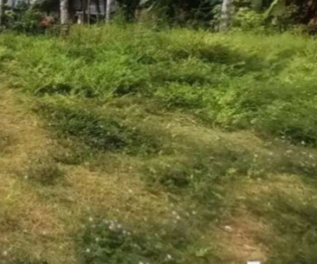  Residential Plot for Sale in Kothamangalam, Ernakulam