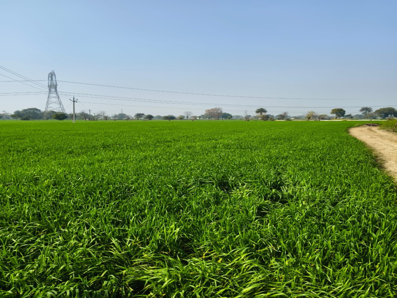  Agricultural Land 9 Bigha for Sale in Khurja, Bulandshahr