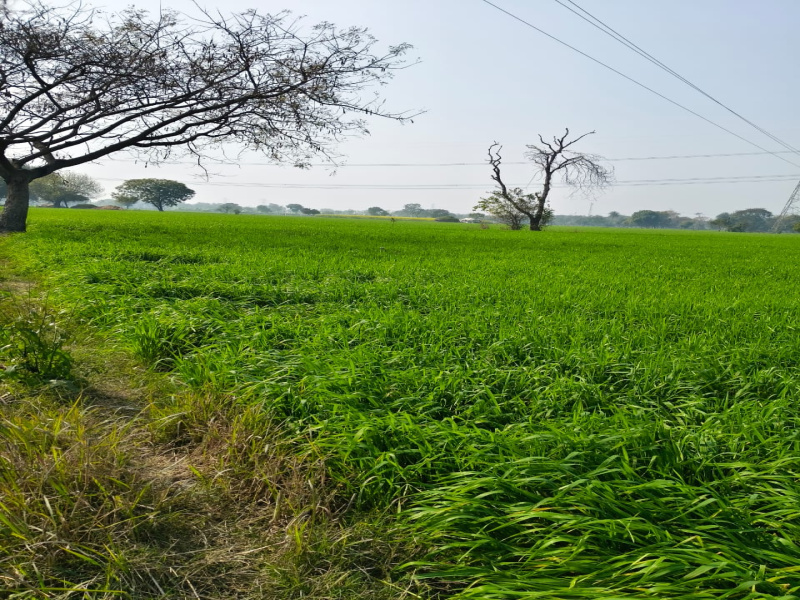  Agricultural Land 9 Bigha for Sale in Khurja, Bulandshahr