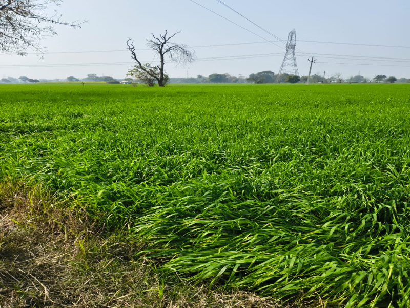  Agricultural Land 9 Bigha for Sale in Khurja, Bulandshahr