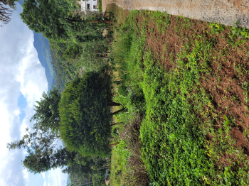  Commercial Land for Sale in Kalpetta, Wayanad