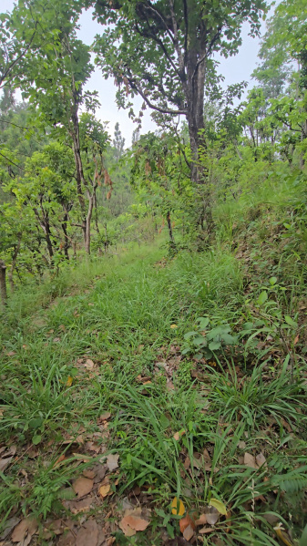 Narendra Nagar, Rishikesh photo 2