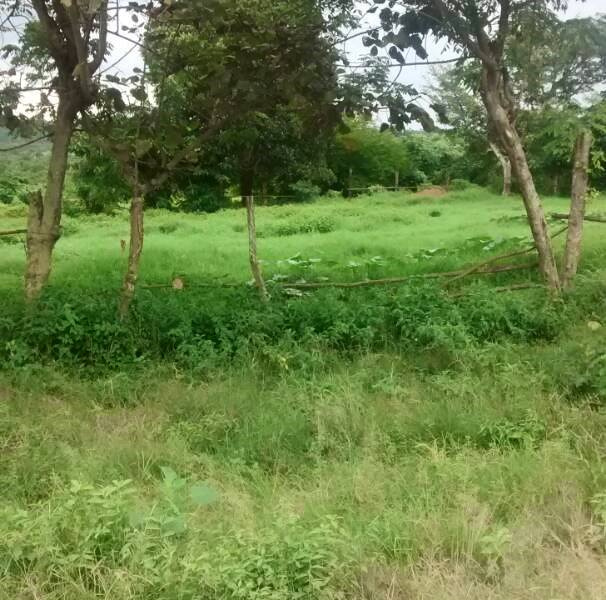  Residential Plot 10 Katha for Sale in Kalyani, Nadia