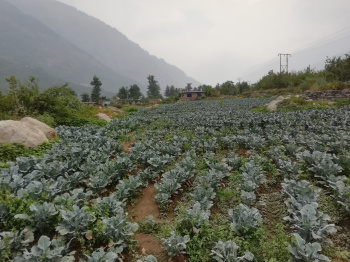  Agricultural Land for Sale in Kulu Manali Road, Kullu